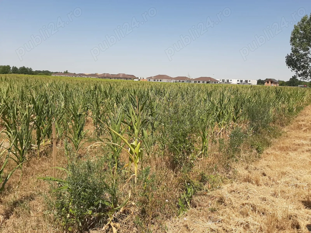 Bucovăț, teren intravilan 6800 mp, front stradal 18 mp, preț 40 euro mp