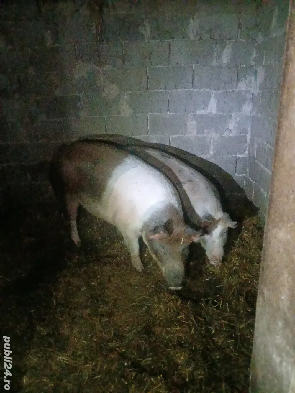 vând porc pentru sacrificat