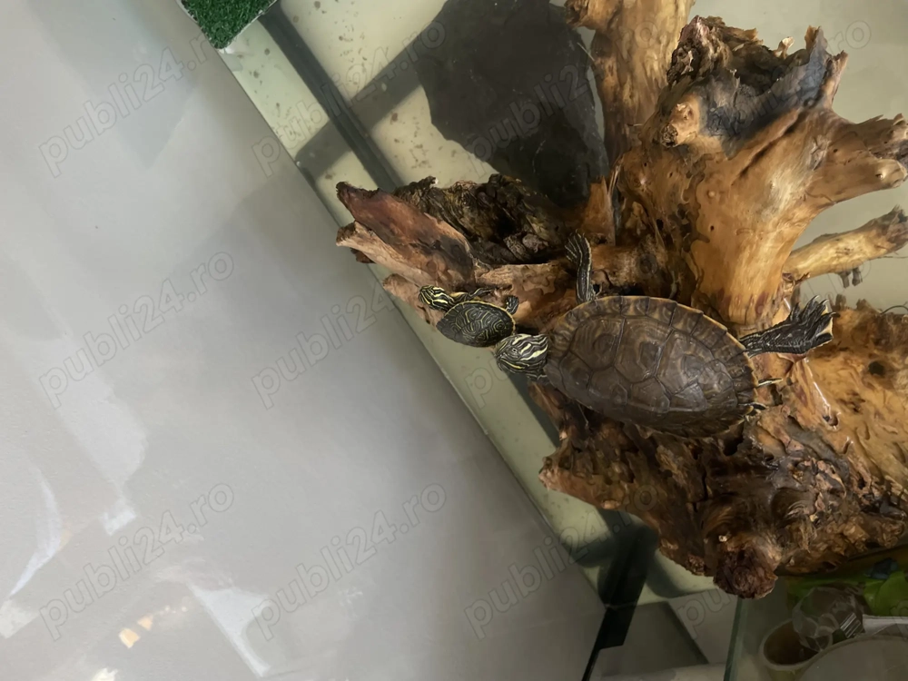 Broacute testoase pretul este negociabil