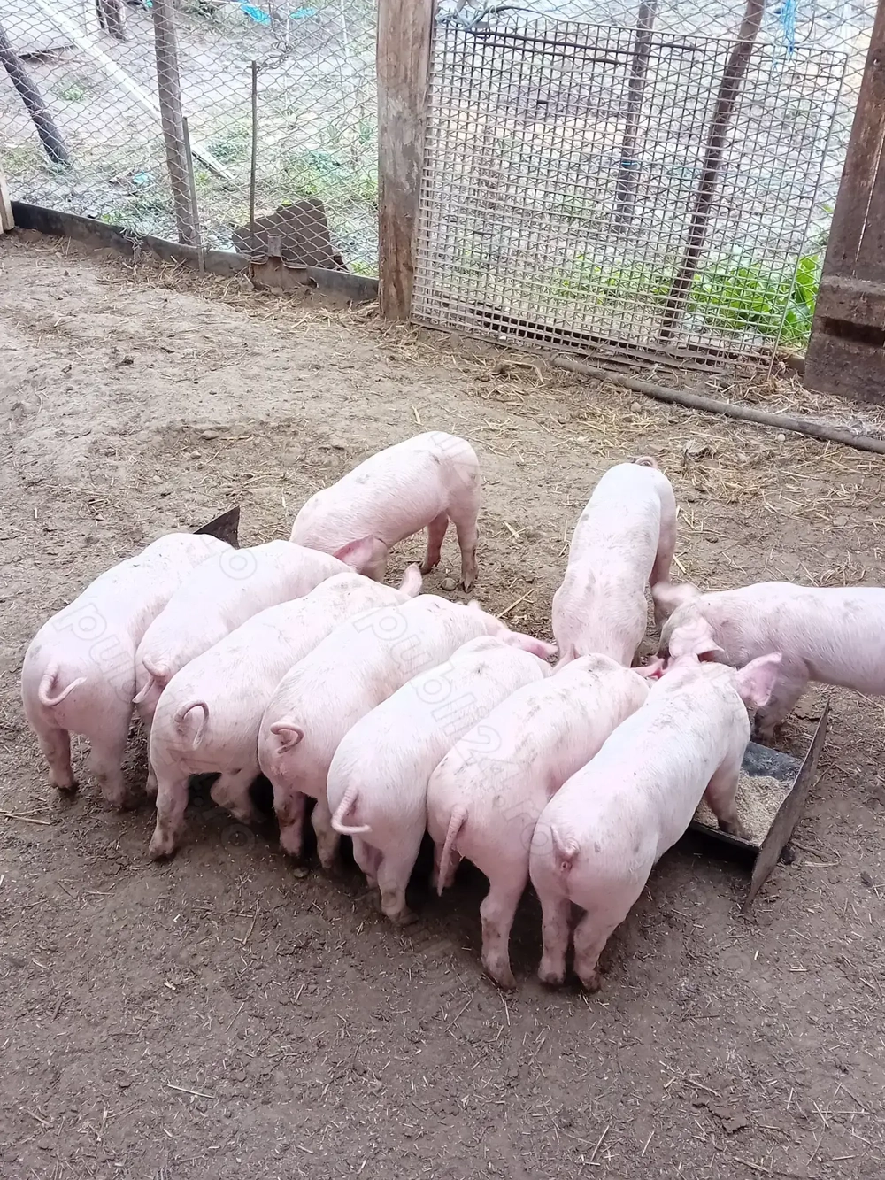 Purcei rasa Landrace ,600 lei