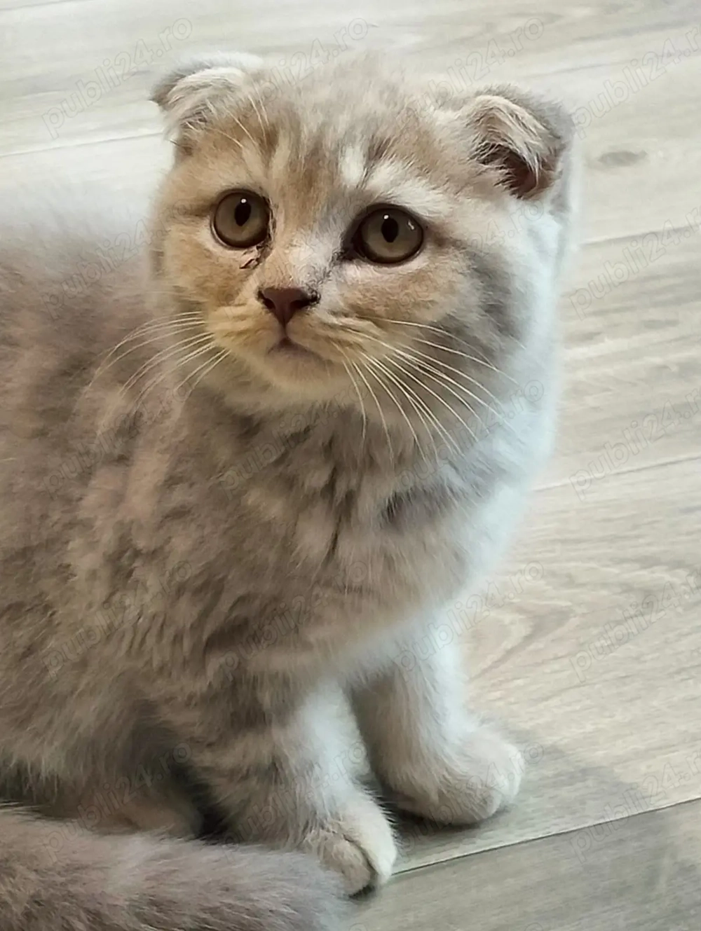 Pisici Pisici 3 luni