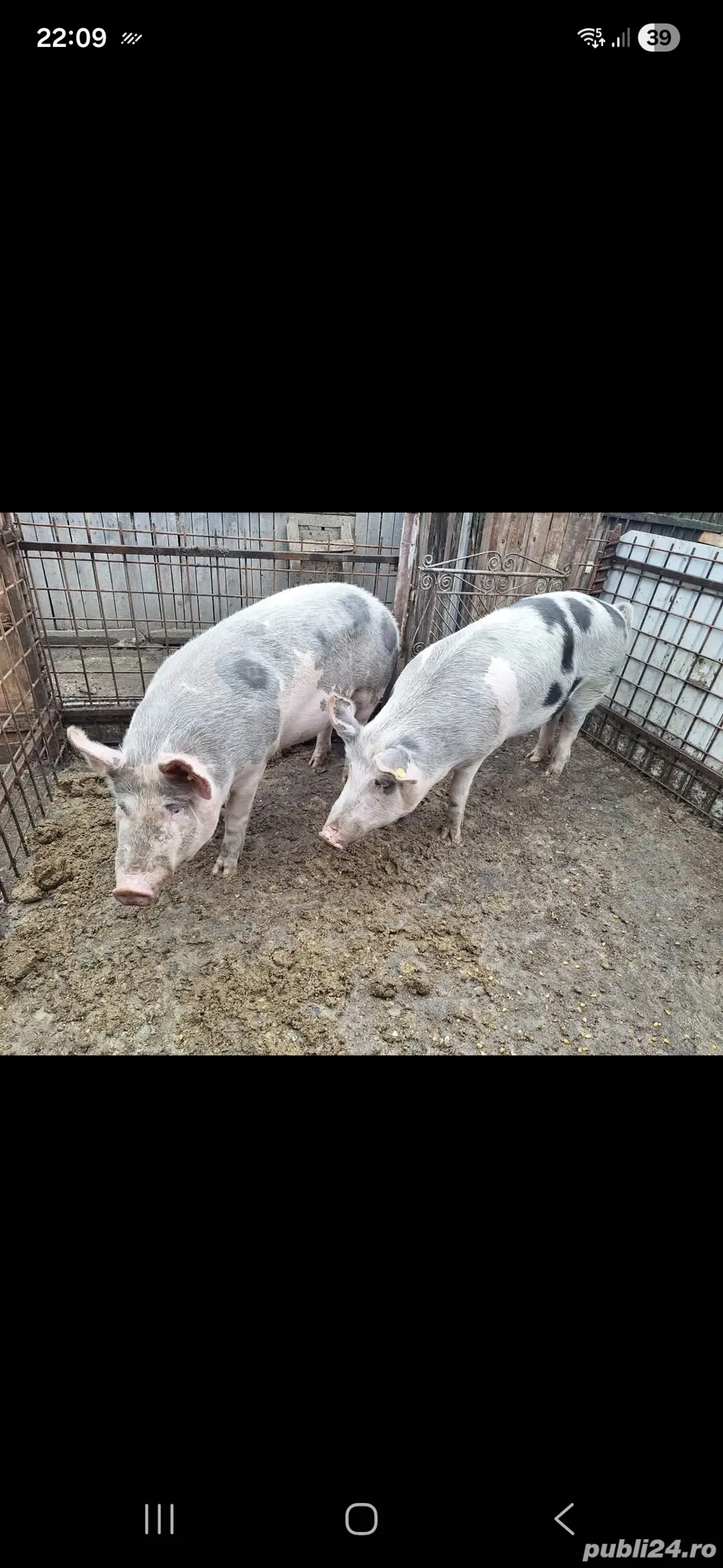 vand porci la 160,180kg  Nr  