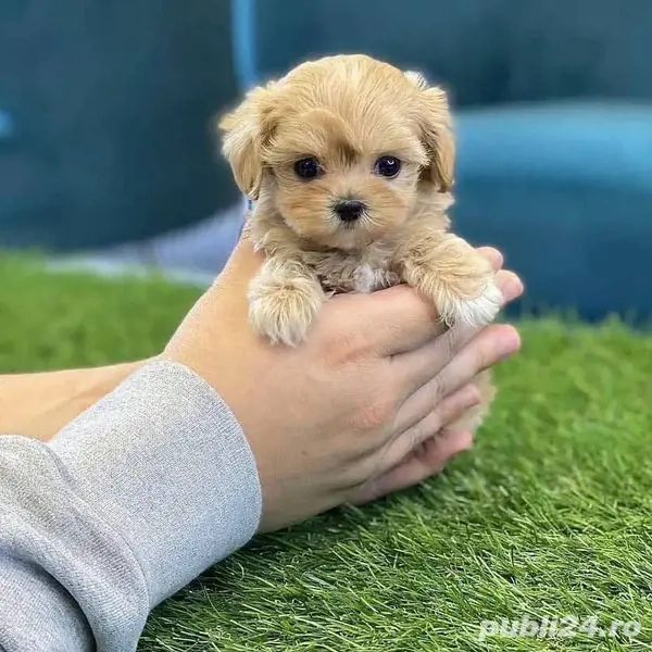 maltipoo poodle mini toy apricot 