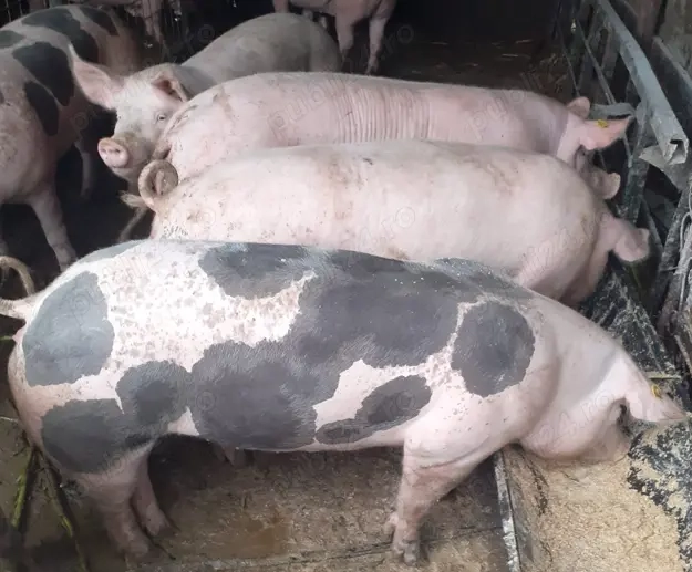 Vând sau arvunesc porci pentru Crăciun