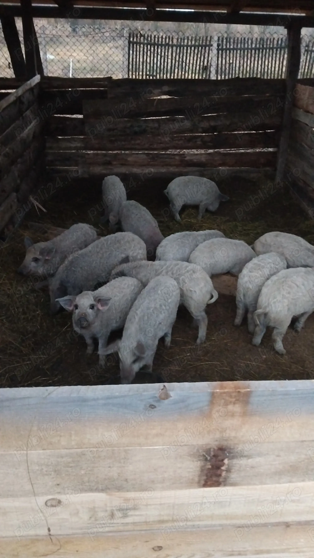 Purcei mangalita și  vietnamezi