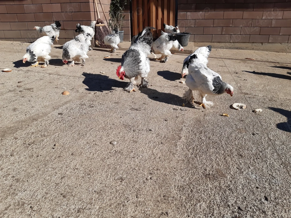 De vânzare com Dobrin Sj