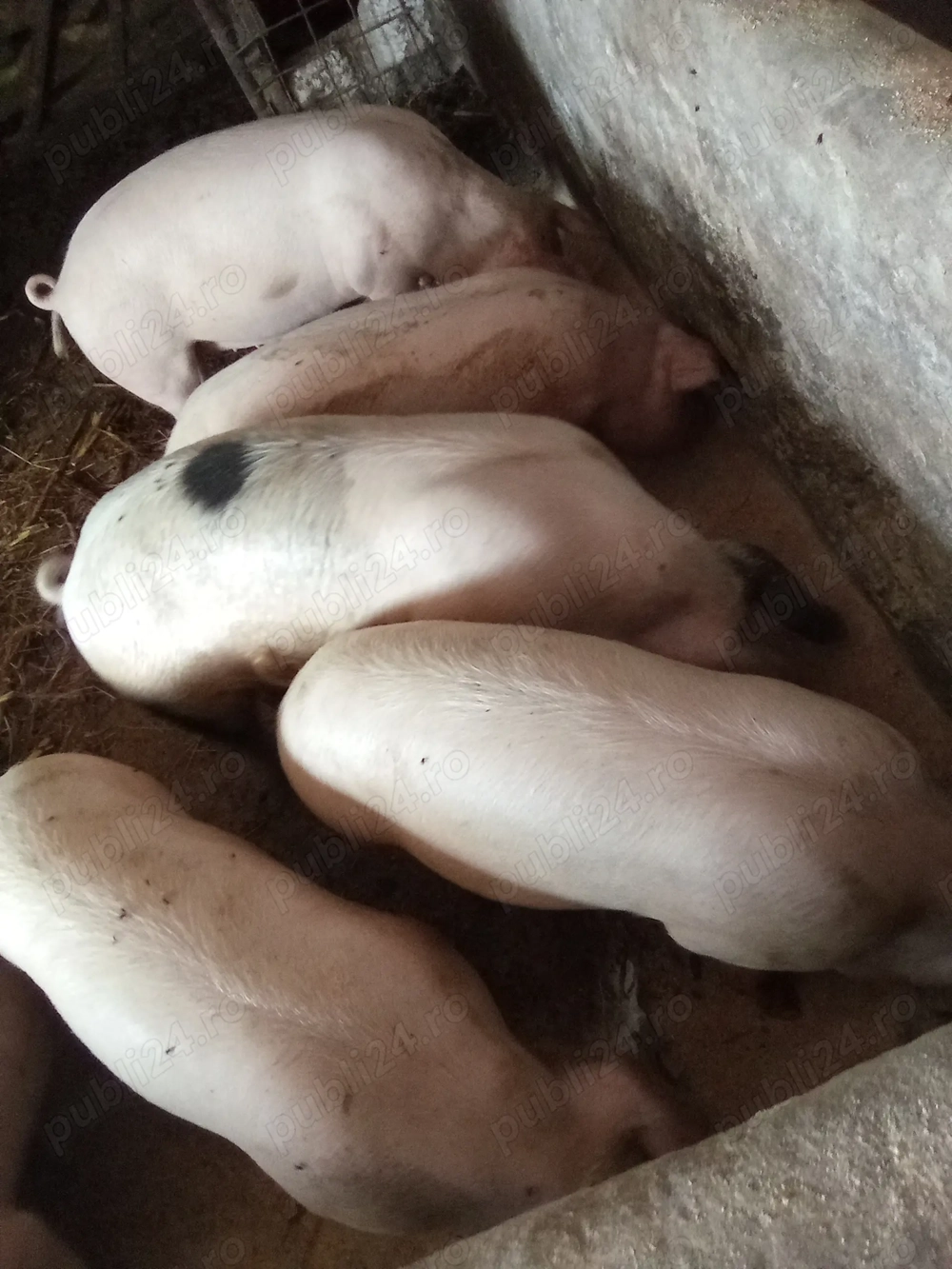 Vand porcii pentru Crăciun ! 