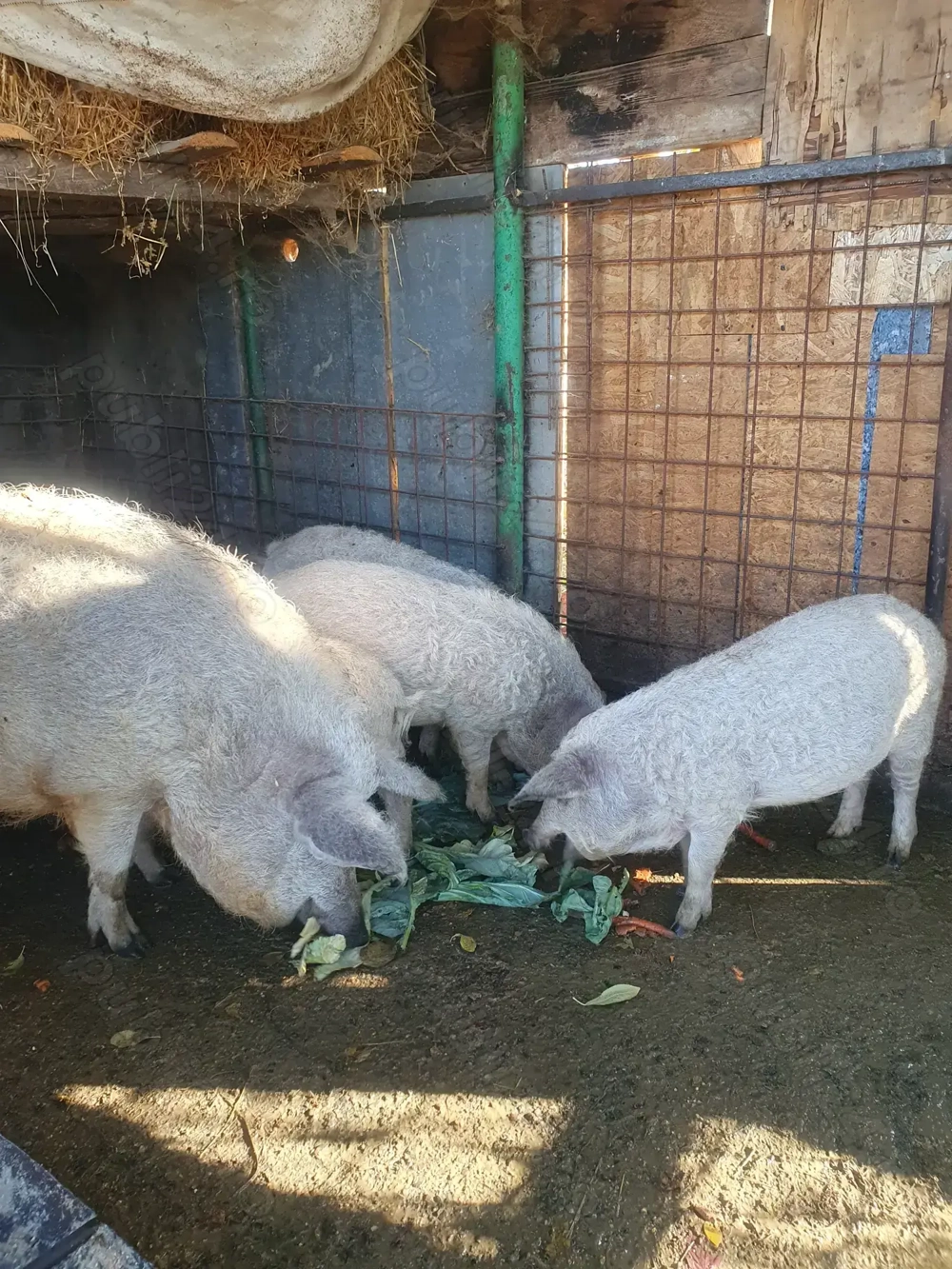 Vând purcei rasa mangalita cu mistreți 