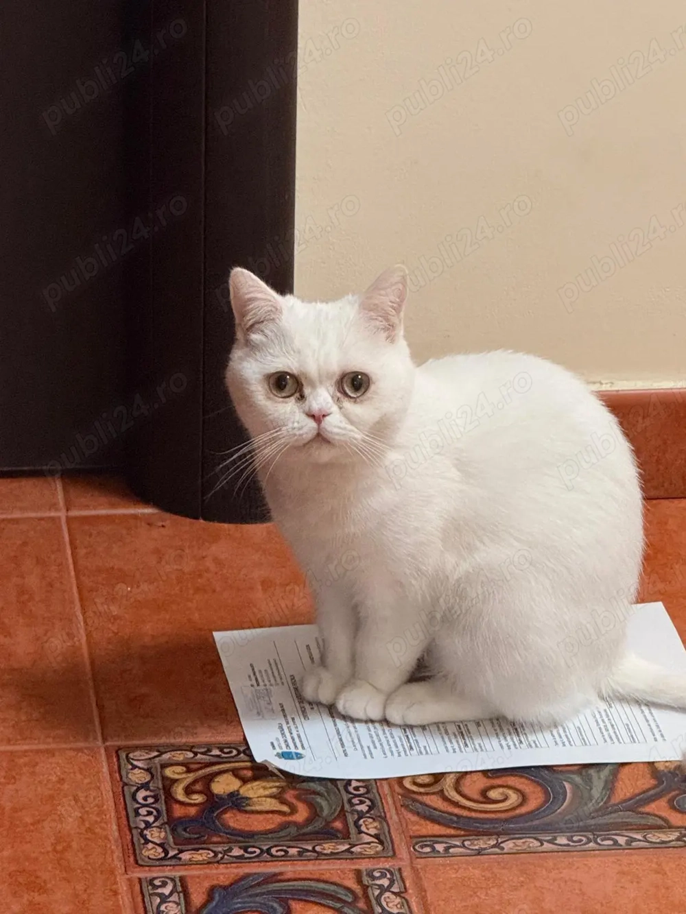Pisica British Sporthair 