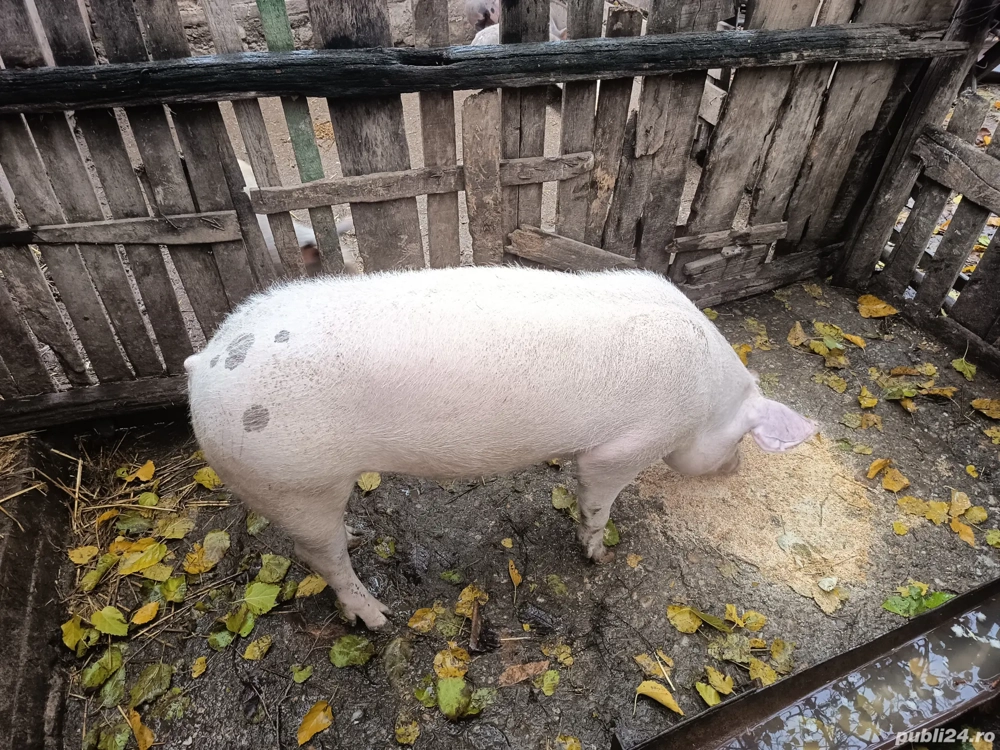 vând vier pietrain x marele alb 100-110 kg