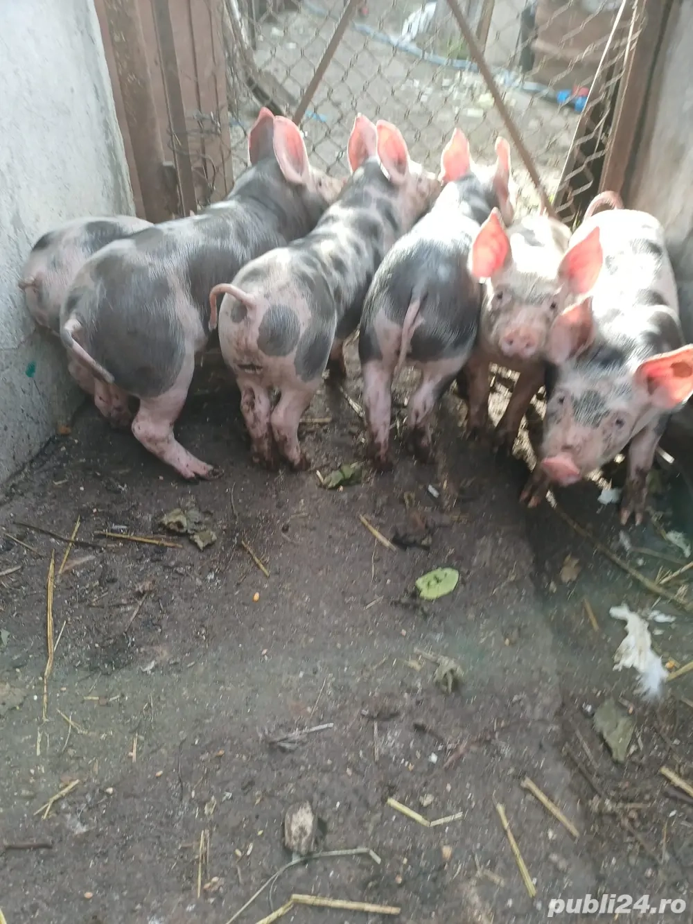 Purcei de vanzare 