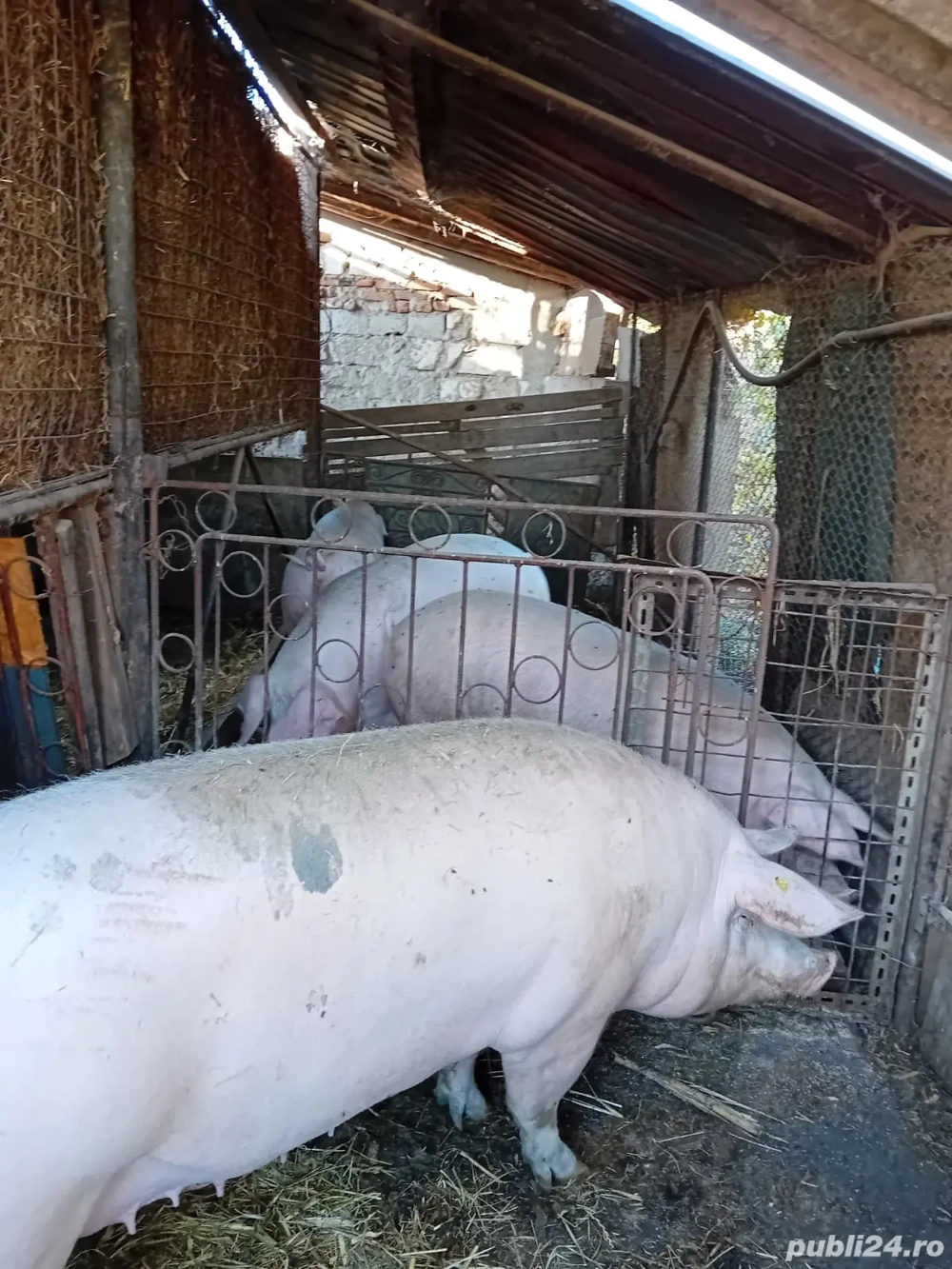 Vand porci mari si de protap rasa landrace si mare alb
