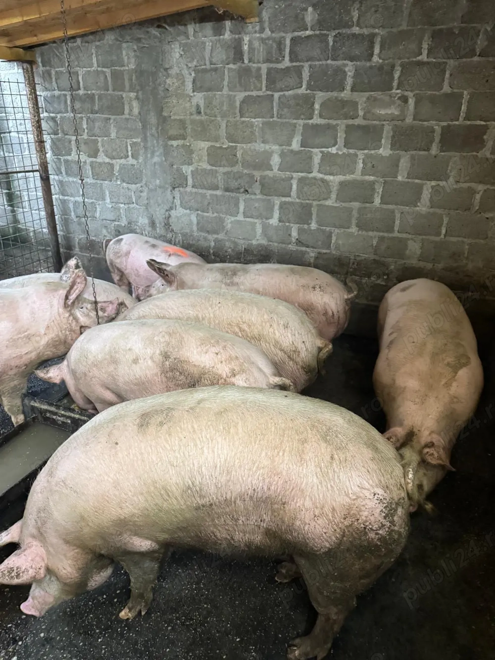 Porci de tara 120-180kg!