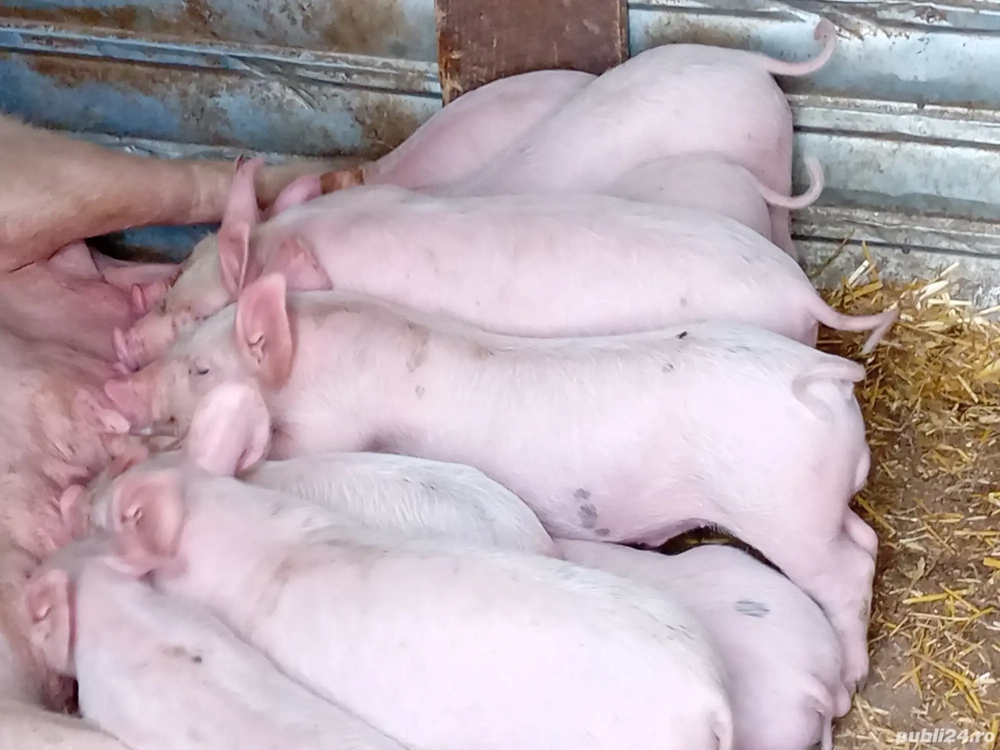 Purceii rasa Marele Alb