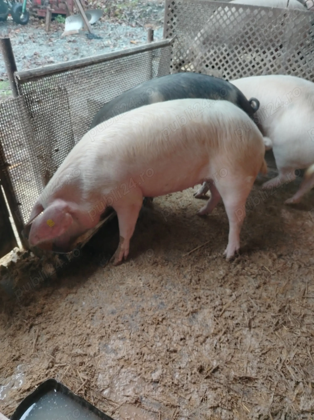 Porci pentru sacrificat