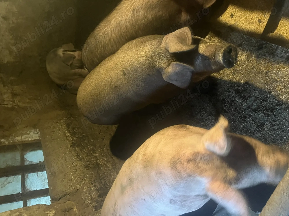 Vand porci din rase de carne !