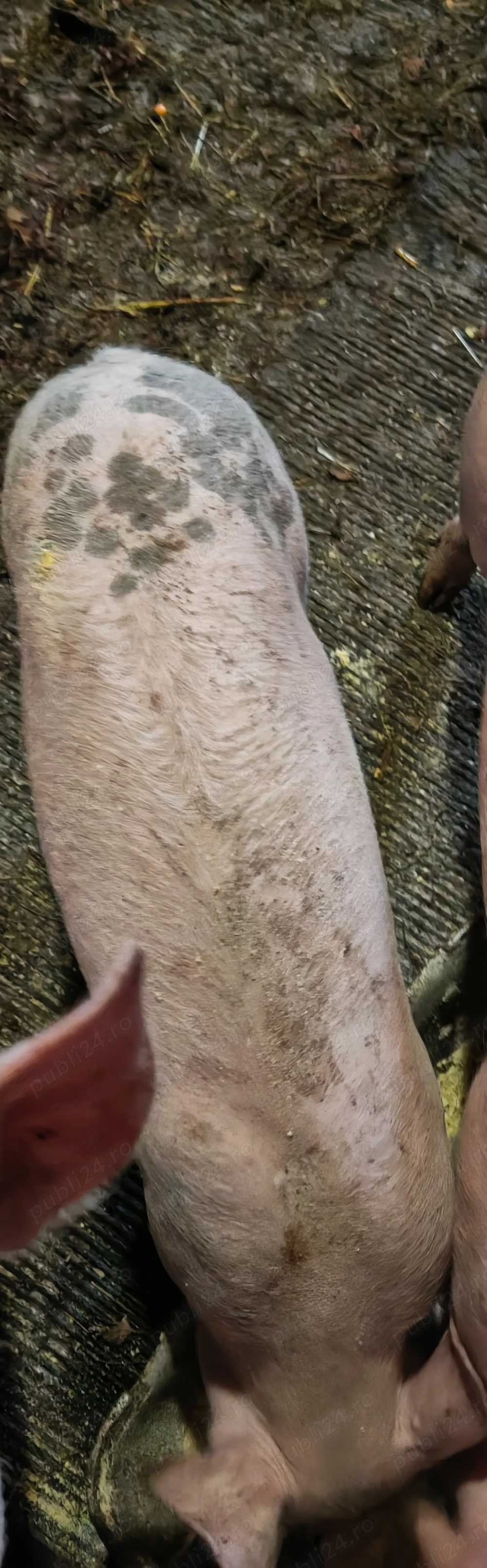 Vând un măscur,9 saptamani