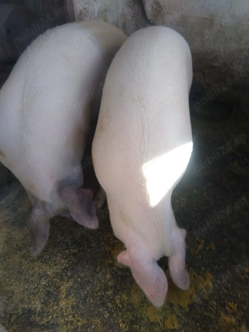 Vand porci carne 120-150 KG 