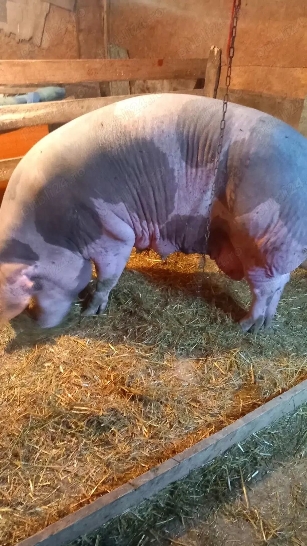Scroafa Vand scroafa 420kg Bacau - Animale