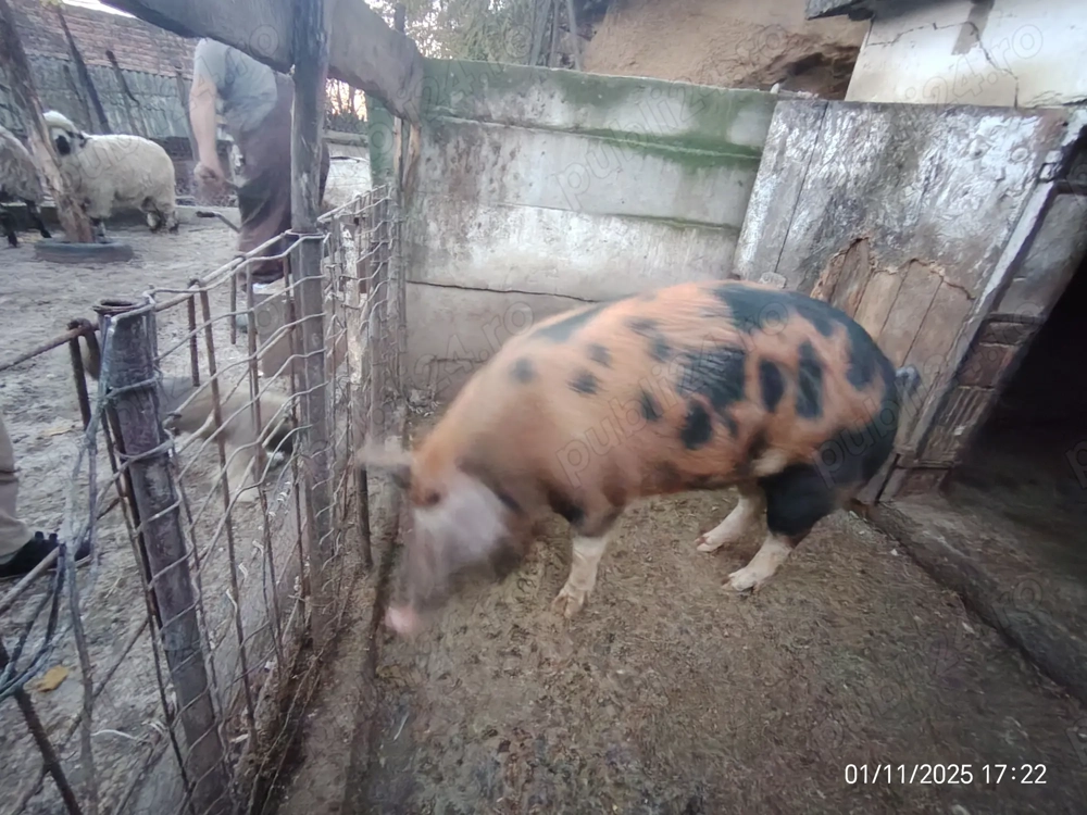 Porci crescuți în gospodarie 150 200 km