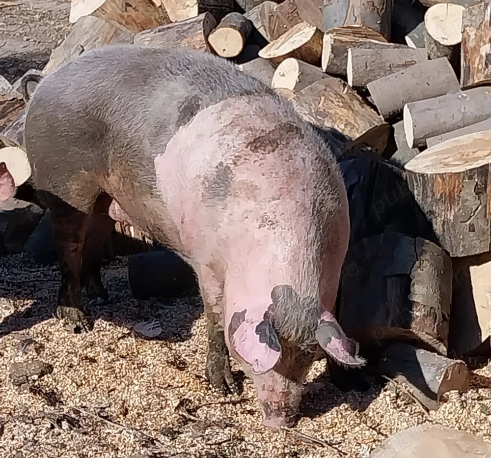 Porc pentru taiere,crescut în propria gospodărie 
