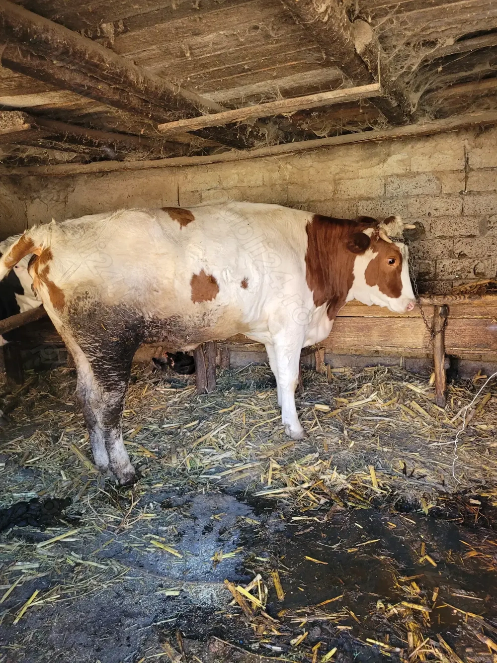 Vand junica de 2 ani