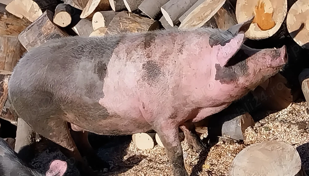 Porc pentru taiere,crescut în propria gospodărie 