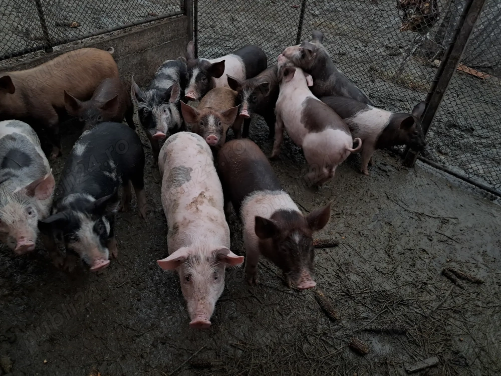 Vând porci de rasă Petran cu Duroc