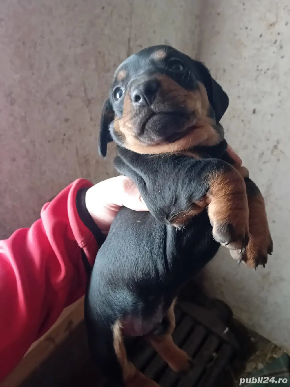 vand 3 catei frumosi draguti