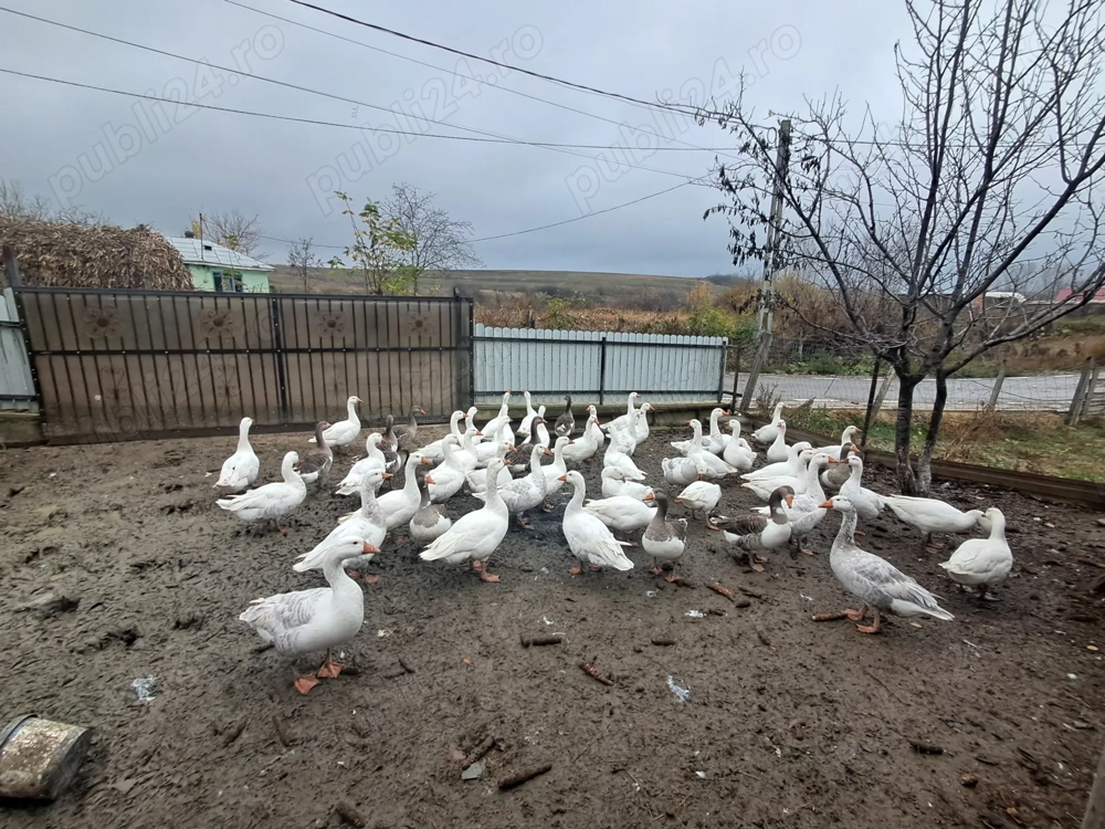 Vând gâște tinere, la bucată. 