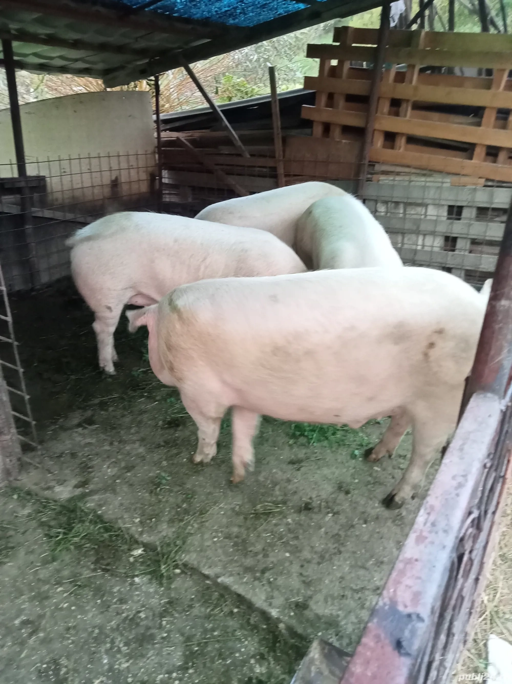 porci pentru crăciun 