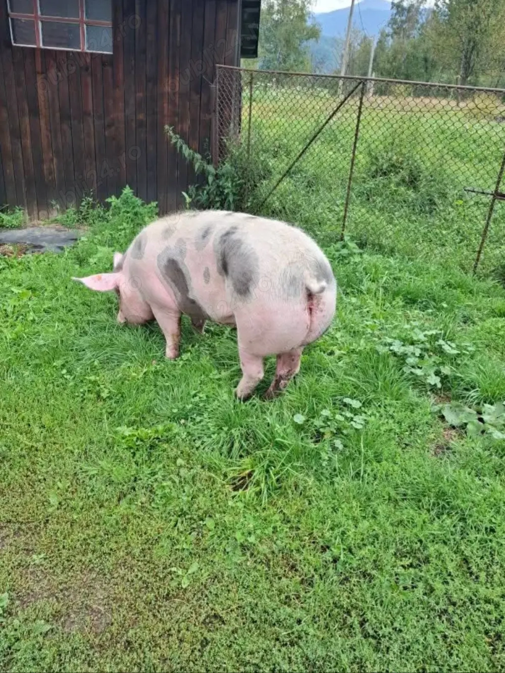 Vând porci 14 lei kg cântăriți pe cantar
