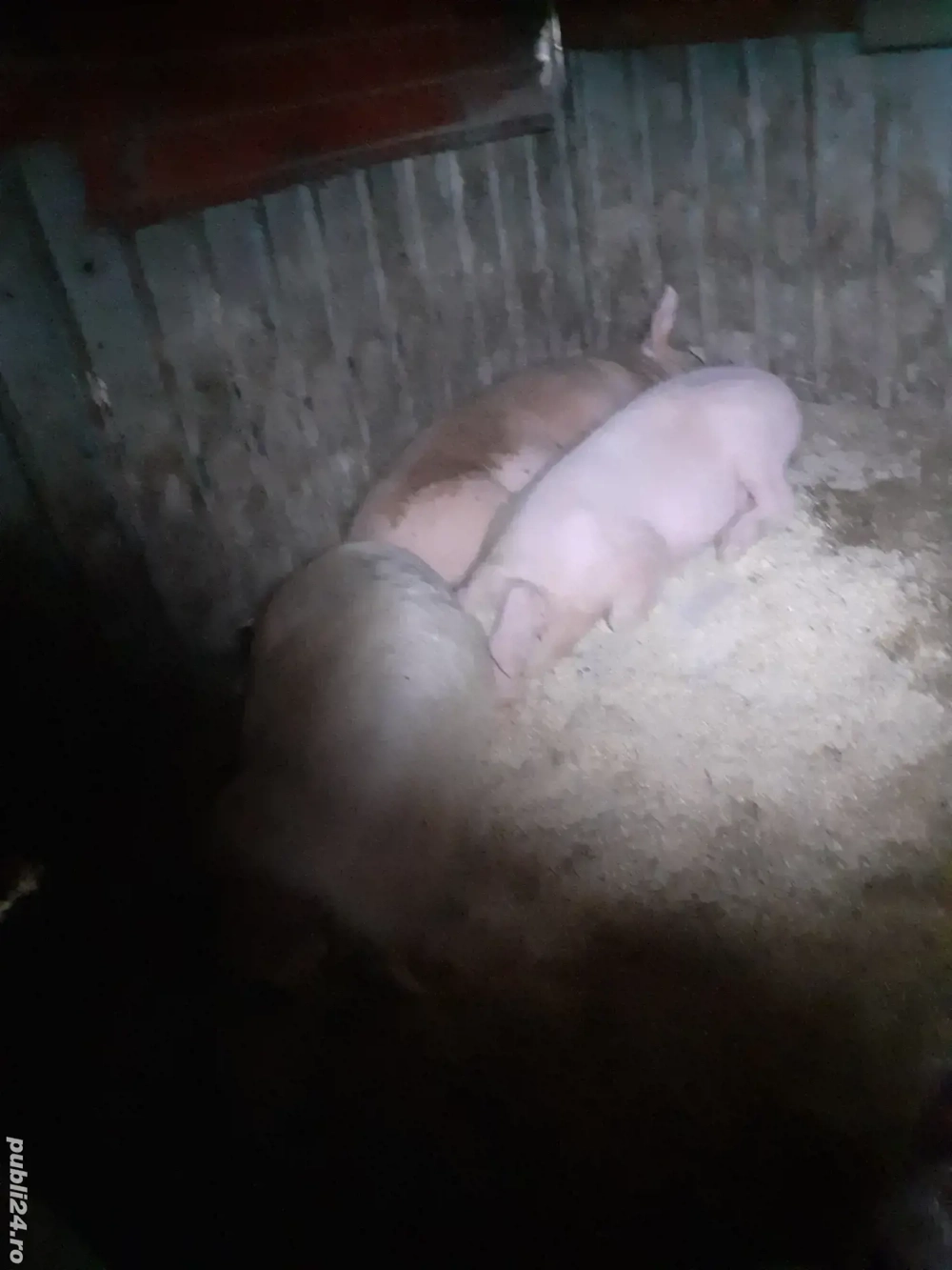 de vânzare 80 90 kg greutatea