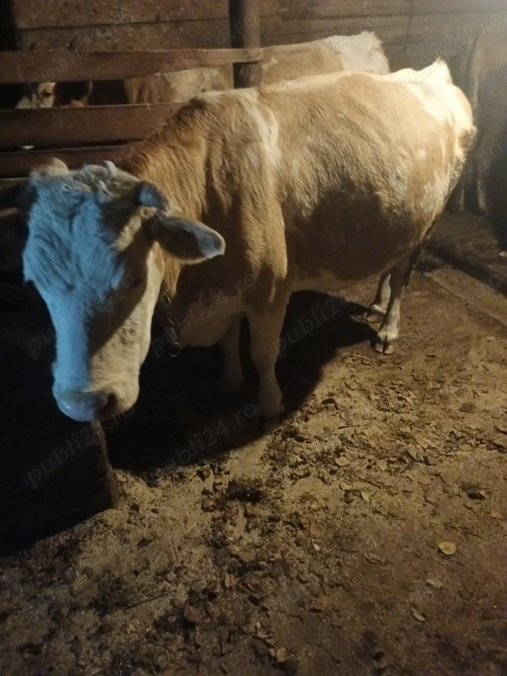 Vacă balțată românească 