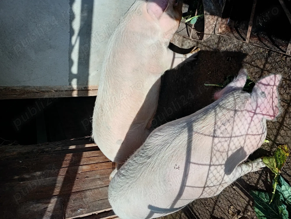 Vind porc pentru sacificat180kg