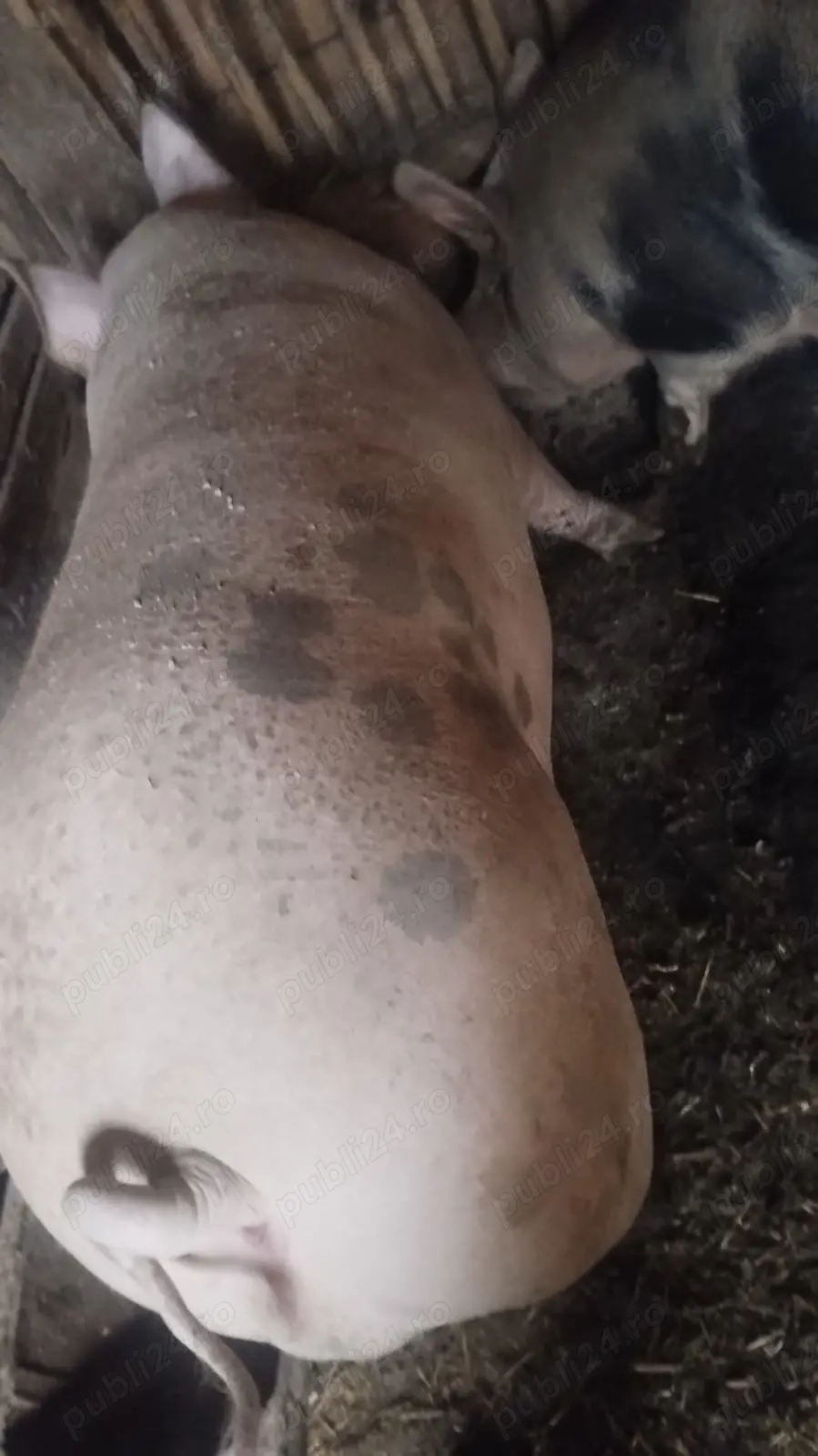 Vind porci de carne pentru sacrificat . 