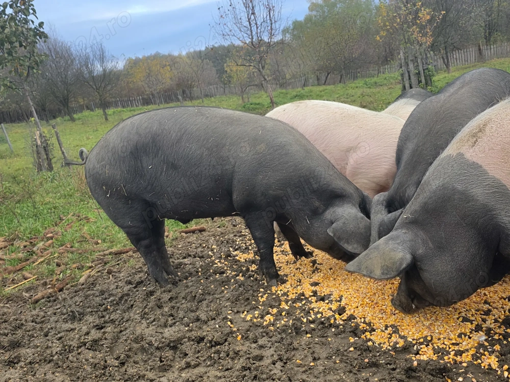 Vând  porci  pentru sacrificat 