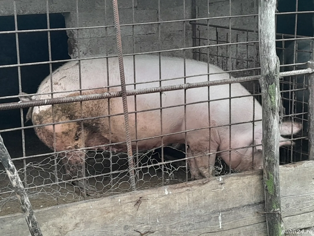 porci de vânzare crescuți la țară cu cereale 