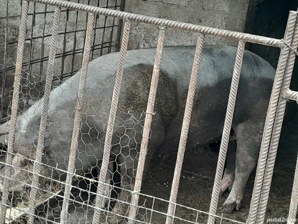 porci de vânzare crescuți la țară 