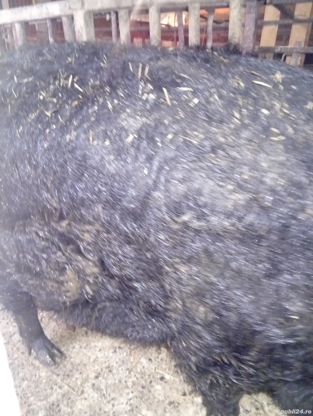 porc mangaliță rasă pură 