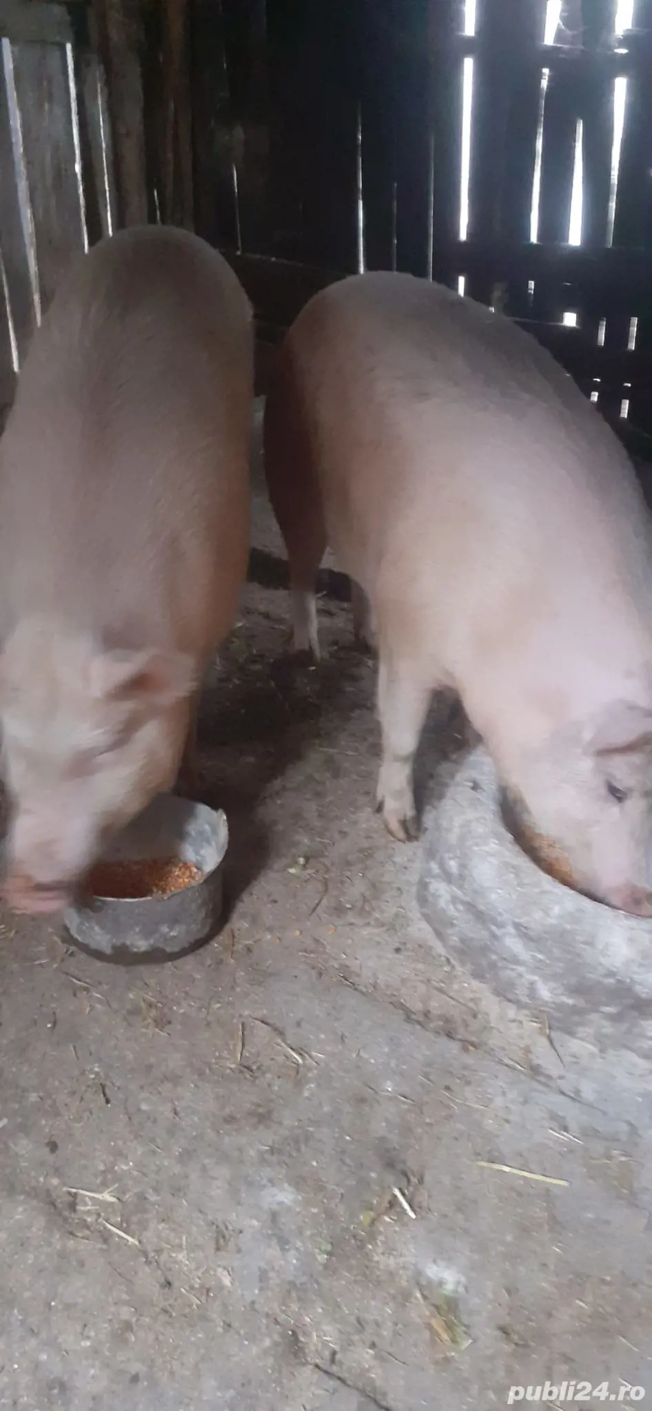 Porc de vanzare Pietrain 190 kg