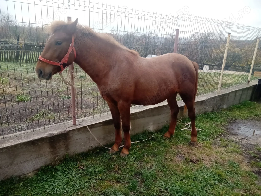 Vand armasar puiandru