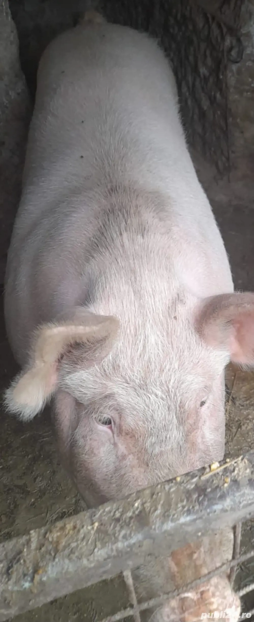 Purcea - aprox 150 kg