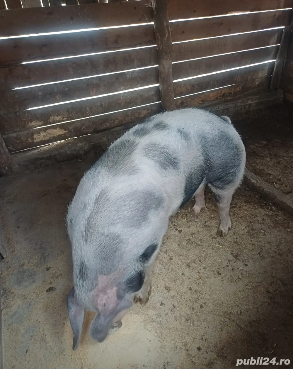 se vinde, 250kg pietrain belgian