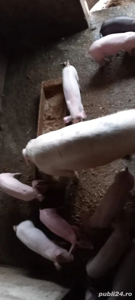 Vând purcei de 8 săptămâni