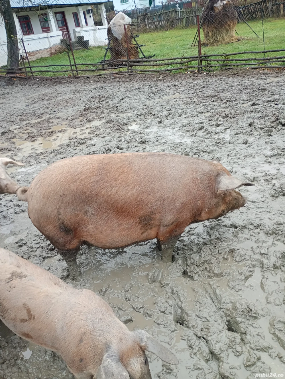Vând purcele gestante.