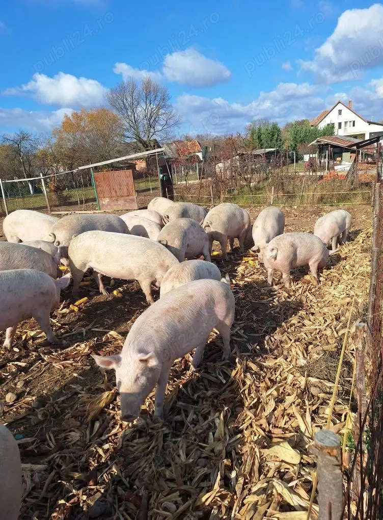 Porci de carne pentru sacrificat 