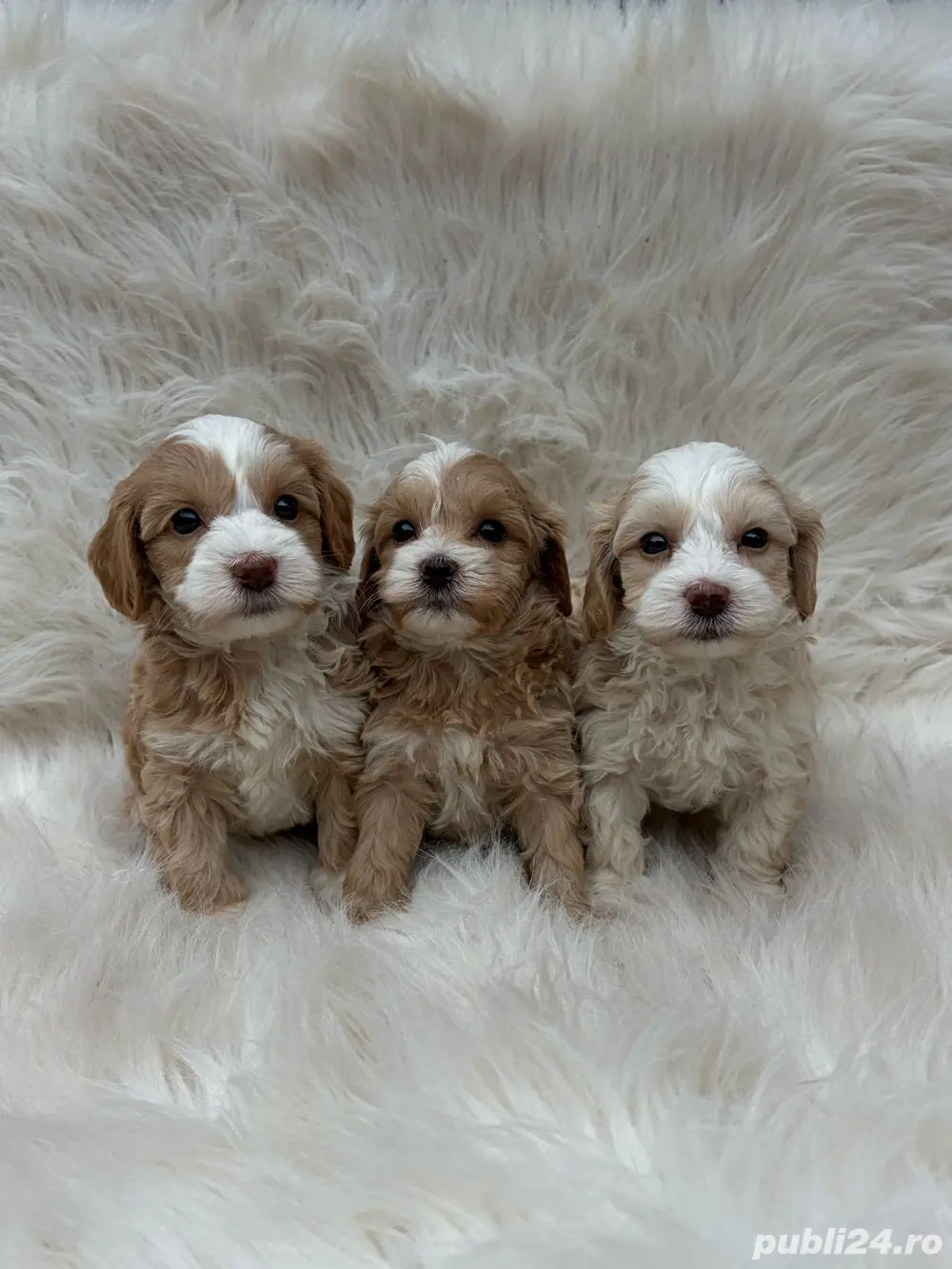 De vânzare pui Maltipoo adorabili jucăuși și inteligenți(bichon+pudel)!