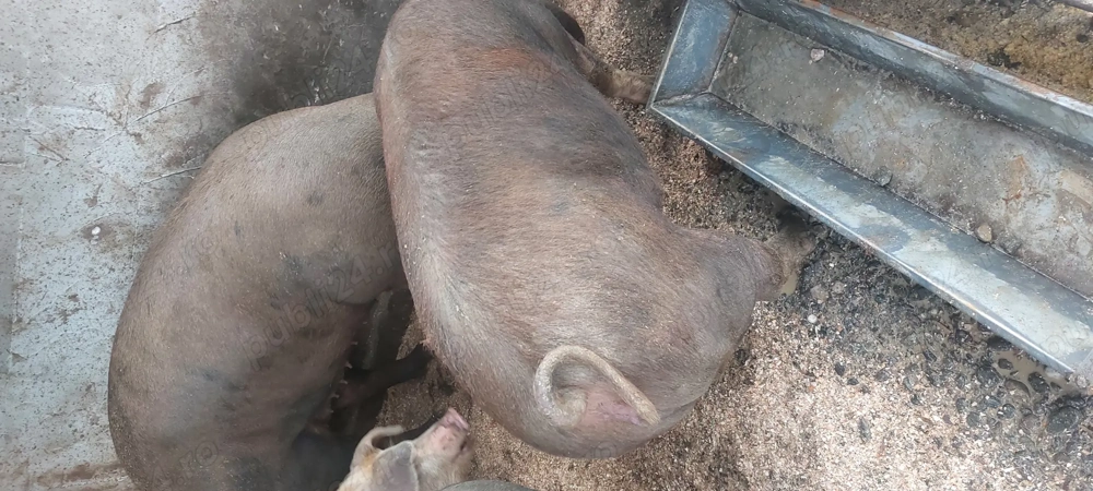 Porci de vânzare pentru CRĂCIUN!