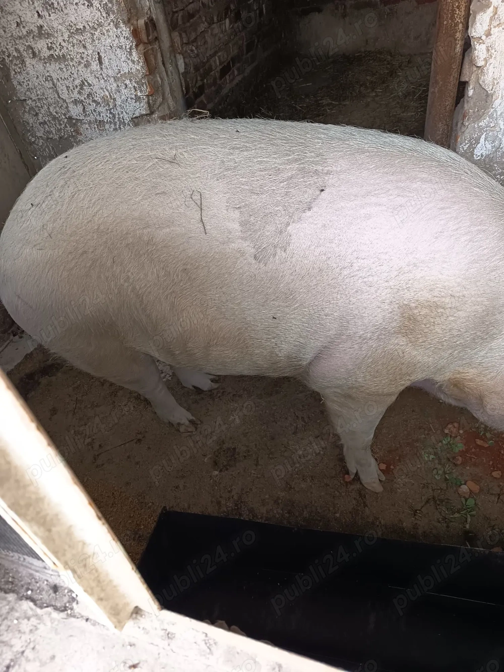 Porc sacrificat